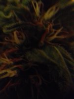 20170930_193640.jpg