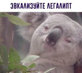 70641767.f.800.800.0.jpg