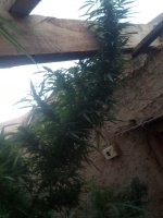 IMG_20170929_181903.jpg