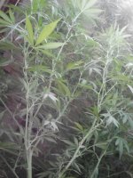 IMG_20170929_181930.jpg