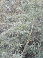IMG_20170929_182412.jpg