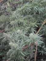 IMG_20170929_182417.jpg