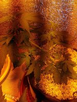 P_20171001_110009_DF.jpg