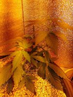 P_20171001_110304_DF.jpg