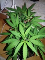 20171004_213144.jpg