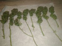 IMG-20171006-WA0001.jpg