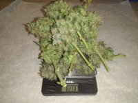 IMG-20171006-WA0002.jpg