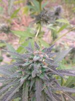 IMG_20171006_122517[1].jpg