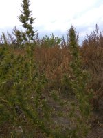 IMG_20171006_122852[1].jpg