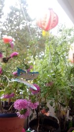IMG_20170919_103042.jpg
