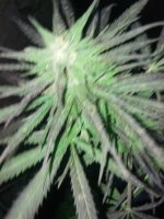IMG_20171007_180633.jpg