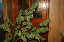 IMG_9779.JPG