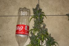 IMG_9800.JPG