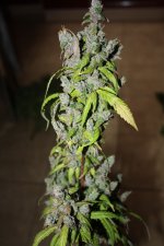 IMG_9801.JPG
