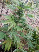 IMG_20171014_162106.jpg