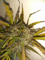 IMG_20171015_122327[2].jpg