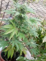 IMG_20171014_162154.jpg