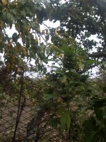 IMG_20171014_162212.jpg