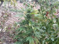 IMG_20171014_162231.jpg