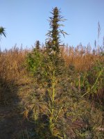 IMG_20171018_142404[2].jpg