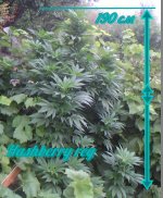Hashberry reg.jpg