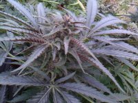 IMG0371A.jpg