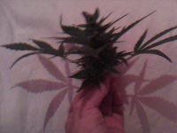 IMG0056A.jpg
