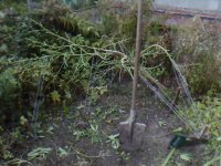 IMG0384A.jpg