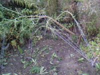 IMG0378A.jpg