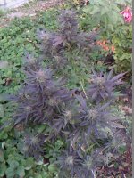 IMG0357A.jpg