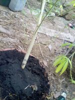 IMG_20171015_154509.jpg