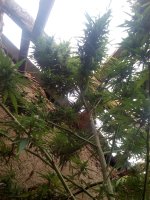 IMG_20171015_154743.jpg