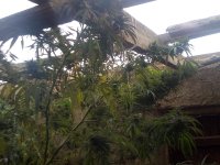 IMG_20171015_154953.jpg