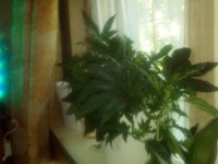 IMG_20170608_150553.jpg