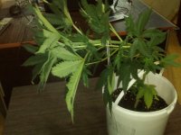 IMG_20170602_203152.jpg