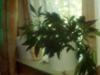 IMG_20170608_150543.jpg