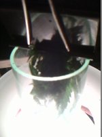 IMG0238A.jpg