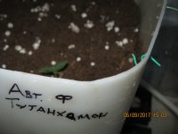 IMG_1050.JPG