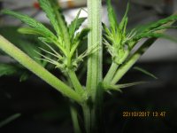 IMG_1113.JPG