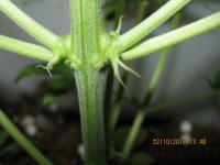 IMG_1114.JPG