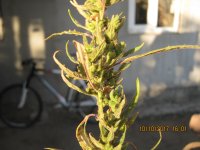 IMG_1082.JPG