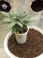Растишки 0 (9).jpg