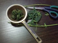 Растишки 0 (47).jpg