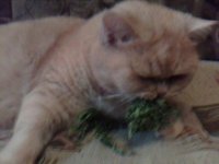 IMG0150A.jpg
