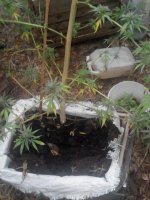 IMG_20171021_170859.jpg