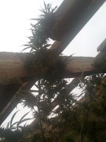 IMG_20171021_170922.jpg