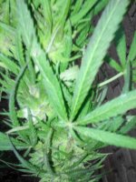 IMG_20171021_171002.jpg