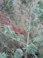 IMG_20171021_171407.jpg