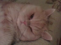 IMG0253A.jpg