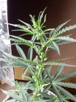 2017-07-20 10-16-07.JPG